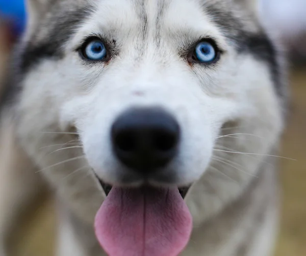 Pared de azulejo coloridoHusky kızak köpekleri — Stok fotoğraf