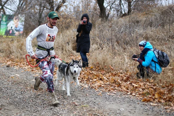 Sled dogs — Stock Photo, Image