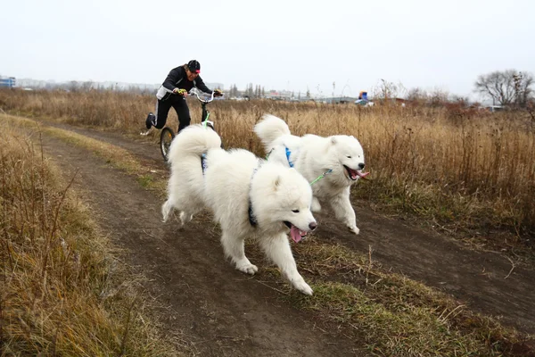 Saně dogs — Stock fotografie