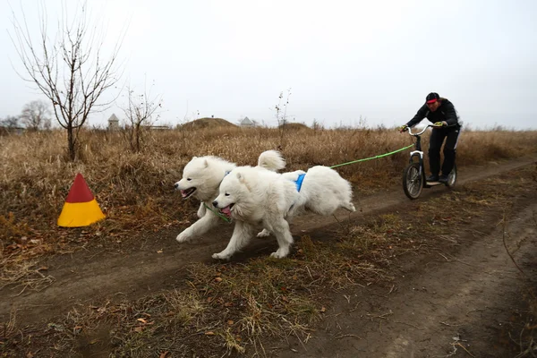 雪橇犬 — 图库照片
