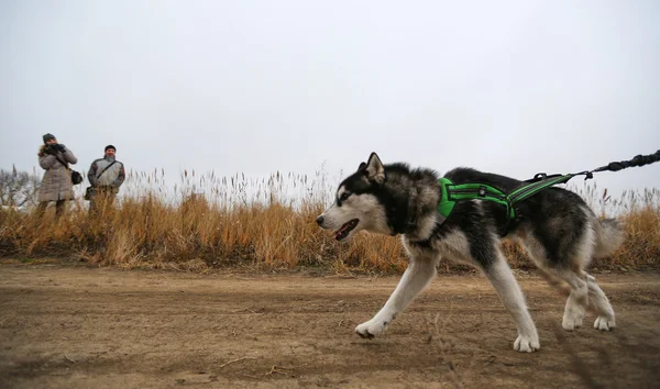 Sled dogs — Stock Photo, Image