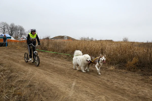 Sled dogs — Stock Photo, Image