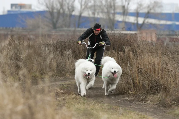 Cães de trenó Imagem De Stock