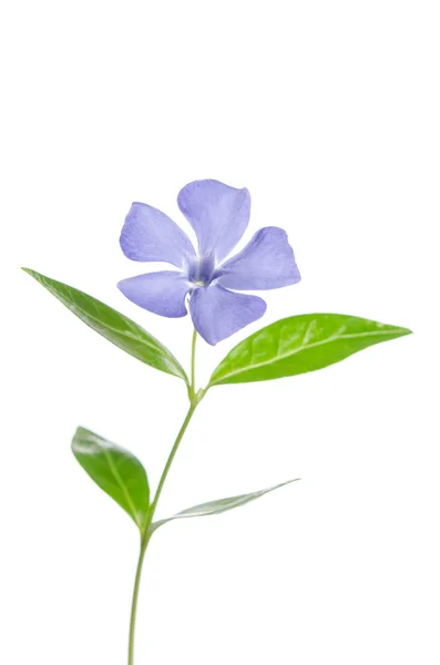 Hermosa flor azul periwinkle sobre fondo blanco — Foto de Stock