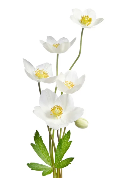 Білі квіти анемони ізольовані на білому тлі — стокове фото