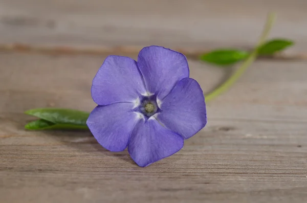 Hermosa flor azul periwinkle sobre fondo de madera —  Fotos de Stock