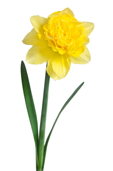 Beautiful daffodil isolated on white background — Stock Photo, Image