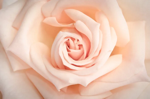 Красивый бутон розы крупным планом в качестве фона — стоковое фото