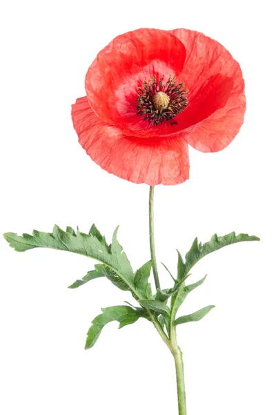 Één rode papaver geïsoleerd op wit — Stockfoto