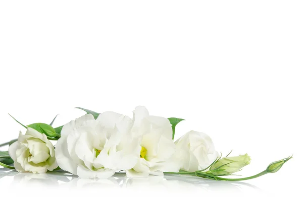 Beautiful eustoma flowers isolated on white background and free — Stock Photo, Image