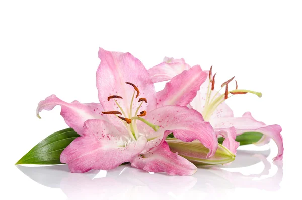 Two pink lily flowers. Isolated on white background — Stock Photo, Image