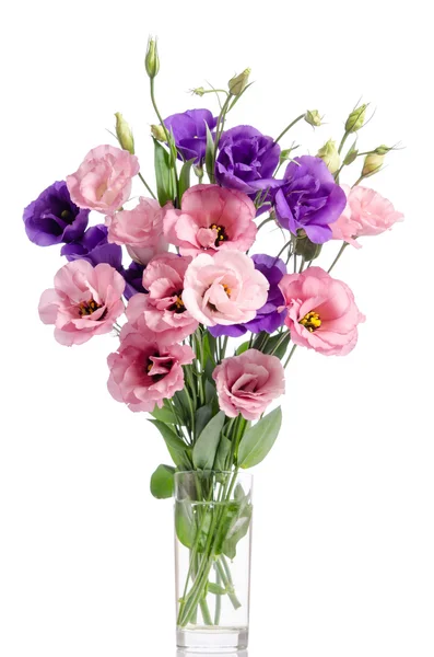 Bunch of violet and pink eustoma flowers in glass vase isolated — Stock Photo, Image