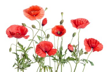 Kırmızı gelincikler beyaz arkaplanda izole edilmiş