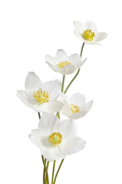 White anemone flowers  isolated on white background — Stock Photo, Image