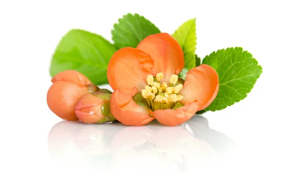 Beautiful orange flower with buds on white background — Stock Photo, Image