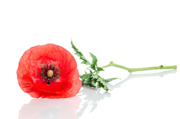 single red poppy lying on white background