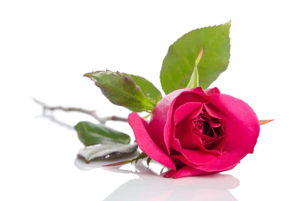 Одинокая малиновая роза, изолированная на белом — стоковое фото