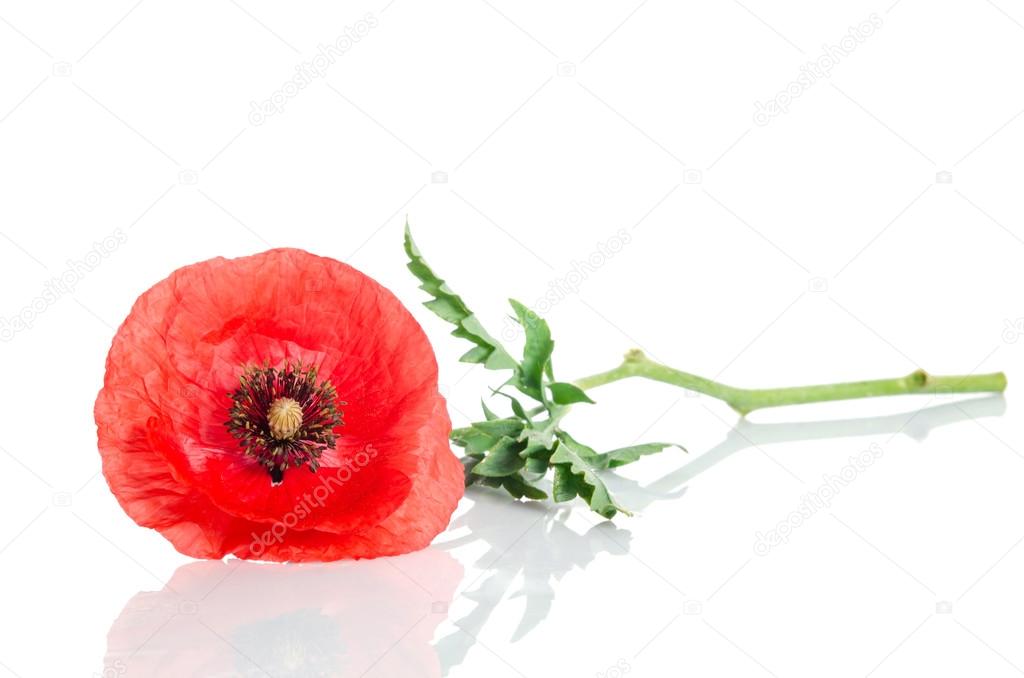 single red poppy lying on white background