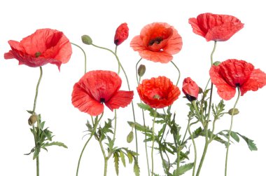 Kırmızı gelincikler beyaz arkaplanda izole edilmiş