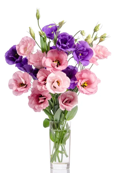 Bunch of violet and pink eustoma flowers in glass vase isolated — Stock Photo, Image
