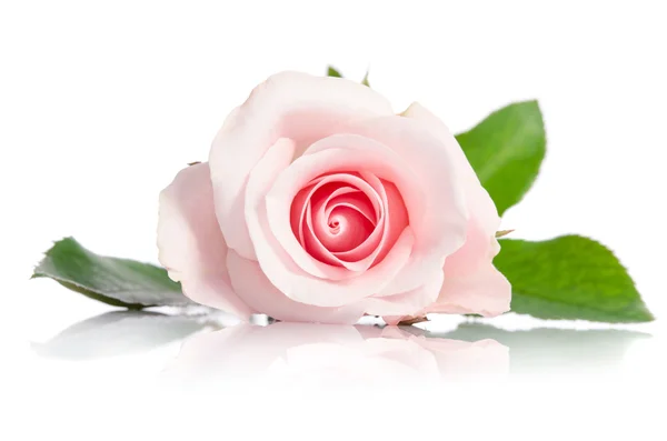 Bela rosa única rosa deitada sobre um fundo branco — Fotografia de Stock