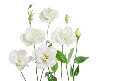 Beyaz arkaplanda izole edilmiş güzel östoma çiçekleri 