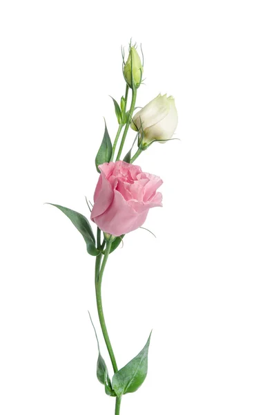 Duas flores rosa pálidas isoladas em branco. Eustoma — Fotografia de Stock