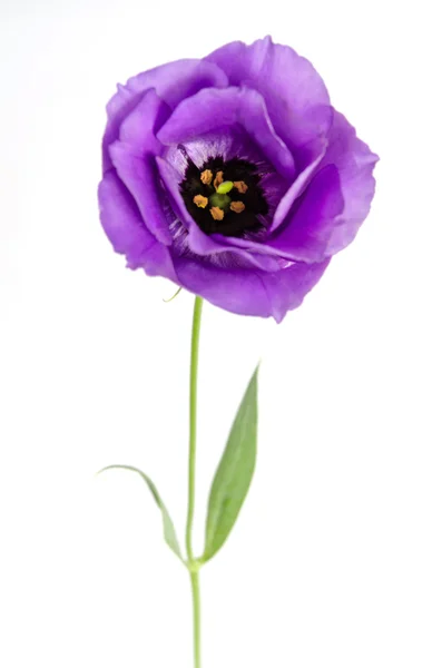 Beauté fleur violette isolée sur blanc. Eustomes — Photo