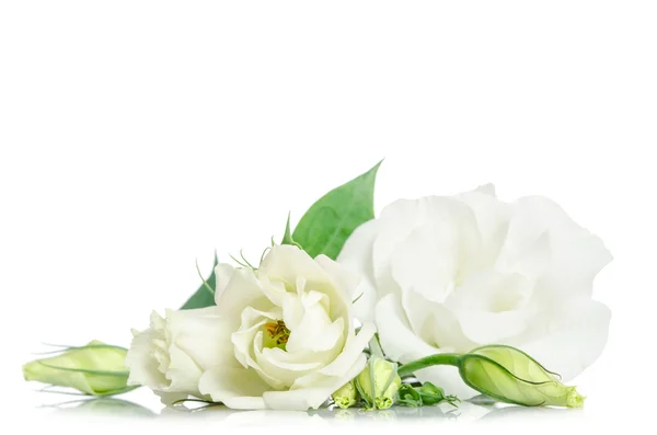Güzel eustoma çiçek beyaz arka plan üzerinde izole ve ücretsiz — Stok fotoğraf