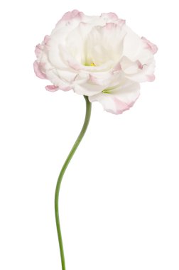 Beyaz izole güzellik hafif Pembe çiçek. Eustoma