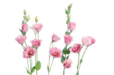 Beyaz arka plan üzerinde izole güzel pembe eustoma çiçek 