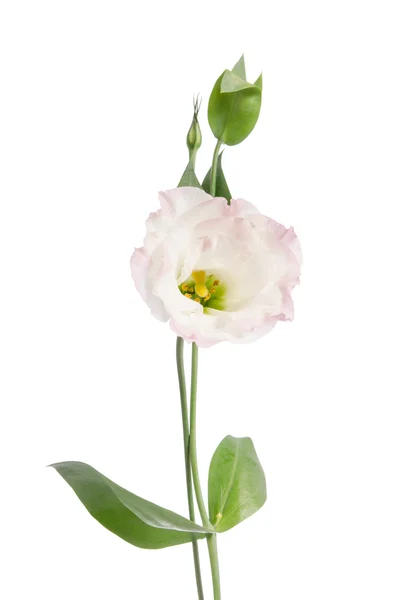 Skönhet ljus rosa blomma isolerade på vitt. Eustomor — Stockfoto