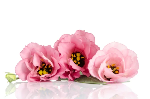 Mooie roze eustoma bloemen geïsoleerd op witte achtergrond — Stockfoto