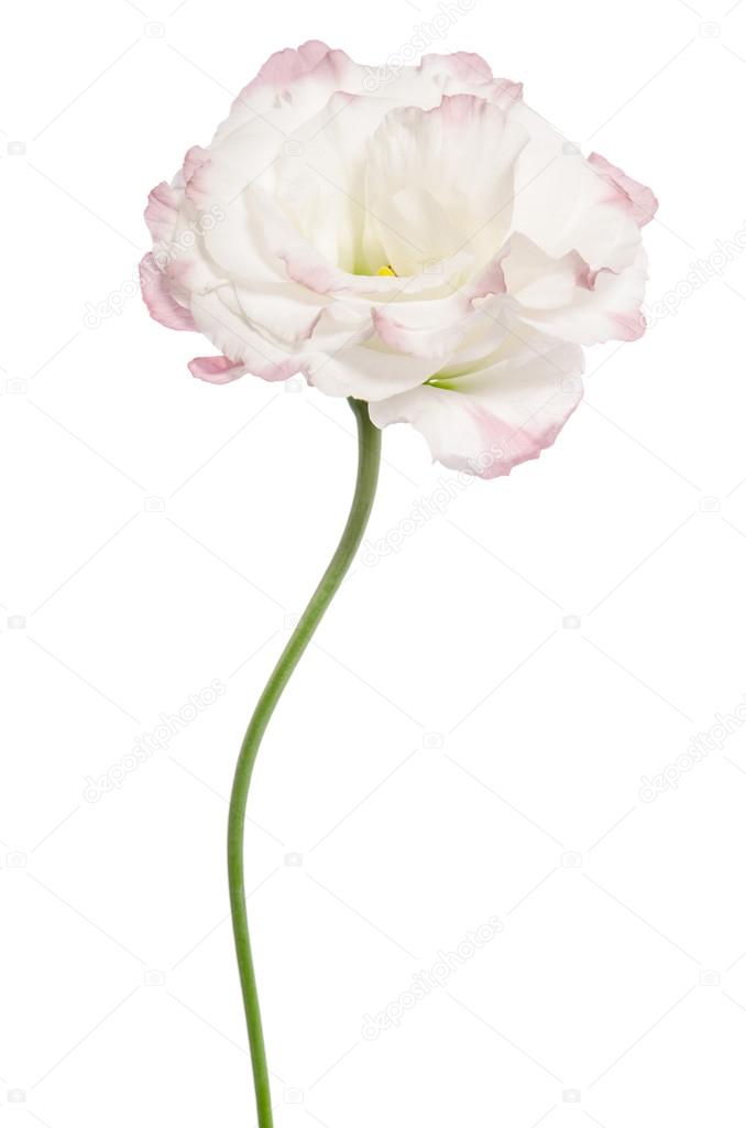 Beauty light pink flower isolated on white. Eustoma