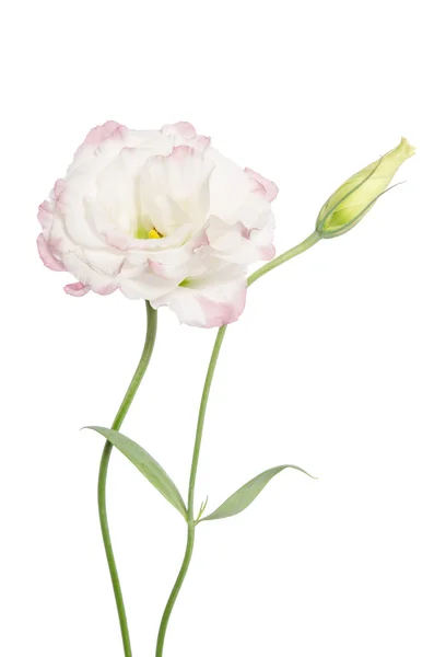 Beleza luz rosa flor isolada no branco. Eustoma — Fotografia de Stock