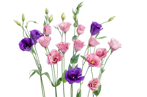 Bunte Eustoma-Blumen auf weißem Hintergrund — Stockfoto