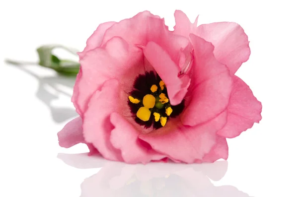 Bellissimo fiore rosa eustoma isolato su sfondo bianco — Foto Stock