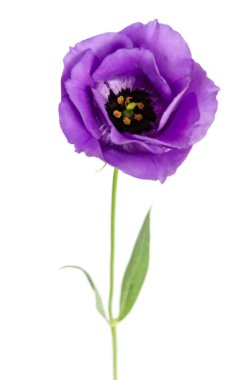 Güzellik Menekşe çiçek üzerinde beyaz izole. Eustoma