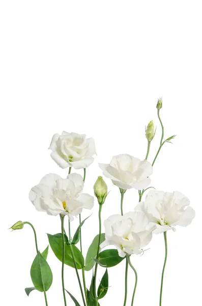 Beyaz arkaplanda izole edilmiş güzel östoma çiçekleri — Stok fotoğraf