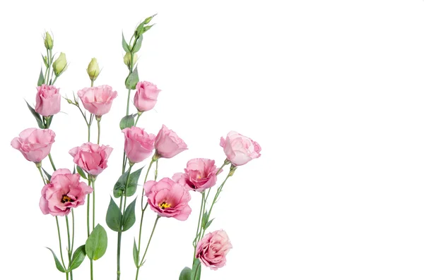 Belles fleurs d'eustomes roses isolées sur fond blanc — Photo