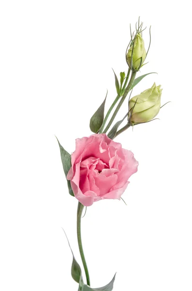 Beleza flor rosa com botões isolados em branco. Eustoma — Fotografia de Stock