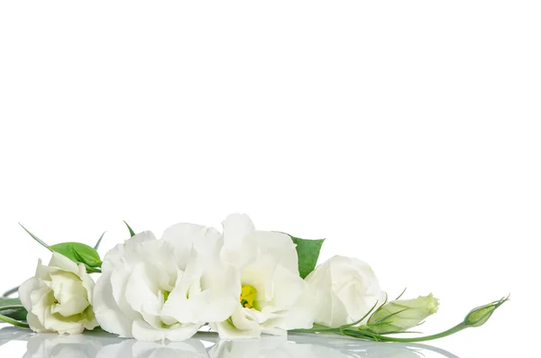 Красиві квіти еустоми ізольовані на білому тлі і вільні — стокове фото