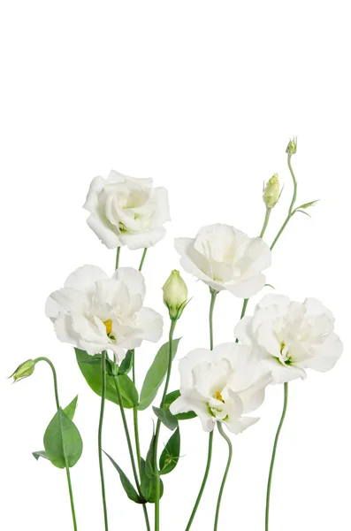 Beautiful eustoma flowers isolated on white background — Stock Photo, Image