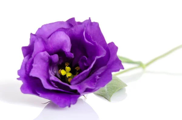 Красивый фиолетовый цветок эустомы изолированы на белом фоне — стоковое фото