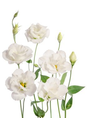 Beyaz arkaplanda izole edilmiş güzel östoma çiçekleri 