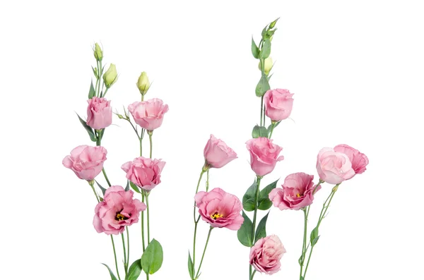 Hermosas flores de eustoma rosa aisladas sobre fondo blanco — Foto de Stock