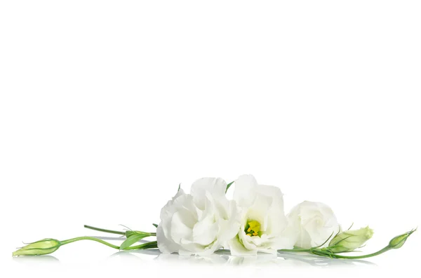 Fiori del eustoma bello isolati su priorità bassa bianca e gratuiti — Foto Stock