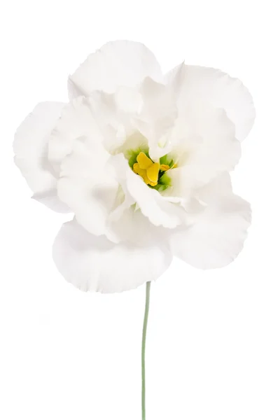 Belleza flor blanca aislada en blanco. Eustoma —  Fotos de Stock