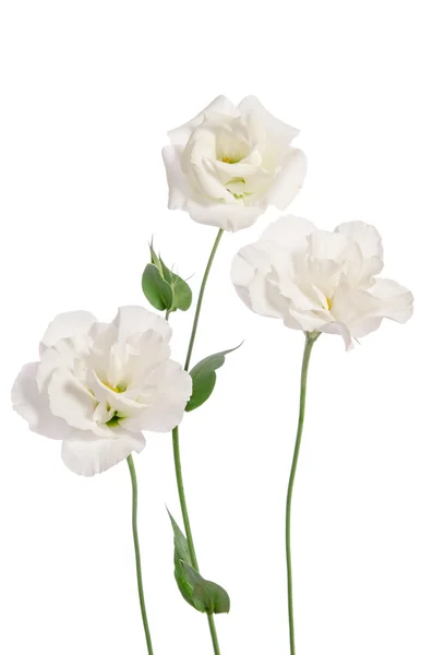 Belas flores eustoma isolado no fundo branco — Fotografia de Stock