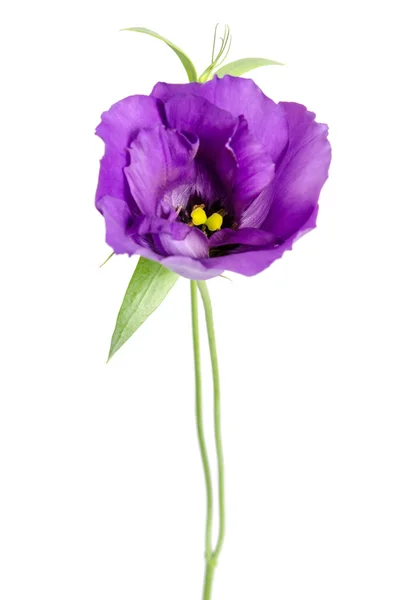 Красота фиолетовый цветок изолирован на белом. Евстома — стоковое фото